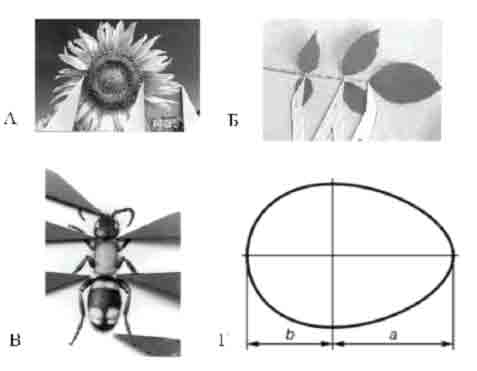 Реализация пропорции ЗС в живой природе: растениях (а, б); насекомых (в); яйце птицы (г)