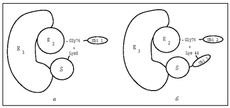 Схема взаимодействия компонентов Е2 и Е3 убиквитин-протеин лигазного комплекса с убиквитином и белком-мишенью убиквитилирования при образовании: а — убиквитин-белкового конъюгата 1-го порядка (моноубиквитилированный белок-мишень); б — убиквитин-белкового конъюгата 2-го порядка (диубиквитилированный белок-мишень). S — субстрат убиквитилирования (белок-мишень); Ubi 1 и Ubi 2 – молекулы убиквитина, последовательно вступающие в реакцию; LysX, Lys48, Gly76 – аминокислотные остатки белка-мишени и убиквитина, участвующие в образовании изопептидной связи; волнистой чертой обозначена тиоэфирная связь между С-концевым глицином (Gly76) молекулы убиквитина и остатком цистеина активного центра убиквитин-протеин лигазы