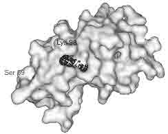Трехмерные структуры a-лактальбумина и локализация идентично позиционированных остатков лизина, валина и серина на поверхности белковых молекул